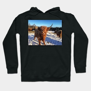 Scottish Highland Cattle Cow 1692 Hoodie